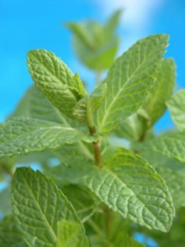 Pur-Sleep™ Aromatherapy 30ml Refill CLEAR™